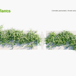 Globe Plants Vol 23 Clematis Paniculata 